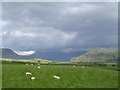 NY0717 : Field of sheep at Kirkland by Chris Upson
