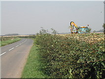 SK6941 : Hedge trimming by Tom Courtney