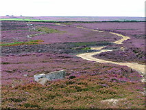 SE5792 : Track Across Laskill Pasture Moor by Mick Garratt