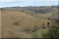 View of Coombe Hill