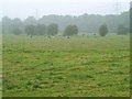 Water Meadow, Renishaw