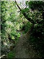 Footpath Through Darenth Wood