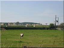 NT3864 : Horse paddocks, Edgehead. by Richard Webb