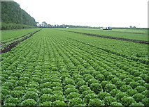 TL6895 : Lettuce harvest, Methwold Common, Norfolk by Rodney Burton