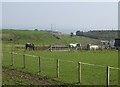 Horses at West Muirhouses