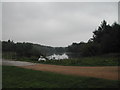 Swans on the Mill Lakes