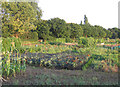 Allotments, Silsoe, Beds.