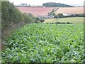 Mixed Agriculture near Crebar Farm