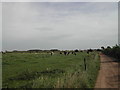 Glebe Farm Dairy Herd