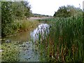 Shirebrook Nature Reserve