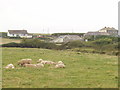 Carnevas Farm, near Porthcothan