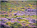 Heather & Gorse