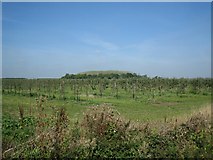 SP0539 : Apple Orchard by Dave Bushell