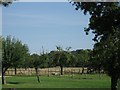 Orchard near Aston-sub-Edge