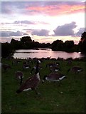 TQ4684 : Evening at Mayesbrook Park by Glyn Baker