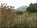 Teasels and The Wrekin from Cressage bridge