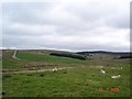 SH9155 : Moorland at Bwlch Gwyn by Dot Potter