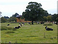 Friesian cows at Wain House Farm