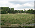 Pasture near Dorsington