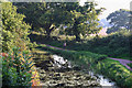 Halberton: Grand Western Canal at Changepath Bridge