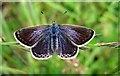 Common Blue (Polyommatus icarus), female.