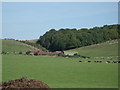 Down Barn Farm with Old Plantation in background.