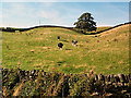 SE0341 : Undulating pasture near Cutshaw Farm by David Spencer