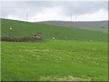 NS2901 : Fields above Whitehill Farm by paul c