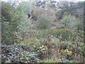 SO7554 : Bulrushes in Broad Dingle by Bob Embleton