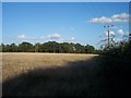 Woodland strip near Allsetts Farm