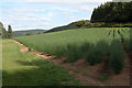 Field of Asparagus