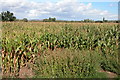 Field of Maize at The Leigh