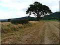 Disused Hedge with Isolated Oak Tree