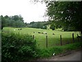 Fields west of Sheephouse Lane