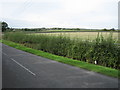 Looking towards Quainton