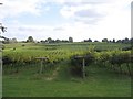 Three Choirs Vineyard