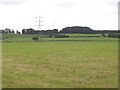 SJ9823 : Fields at Tixall Farm by Adrian Bailey