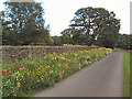 Flower border, High Austby