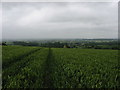 Herefordshire Trail between Green Lane Farm and Titley