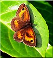 Gatekeeper (Pyronia tithonus), male.