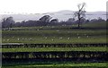 Sheep near Lochmaben