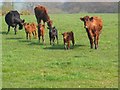 Cows with calves in the Weaver Valley