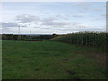 Maize ready to harvest at Coedleoedd