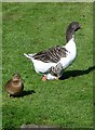 Mallard duck and large Goose