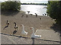 Waterfowl on Branston Water Park