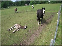 NG8175 : Pony and Foal, near Trekking Centre in Flowerdale by David Crocker