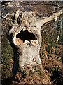 Old tree in Burnham Beeches