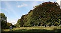 Avenue of Beech trees on the Itchen Way, Shawford