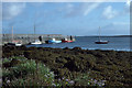 M2208 : Ballyvaghan Harbour and Pier; in the foreground sea-aster by Dr Charles Nelson