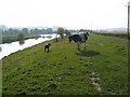 Dog and Cow by the Frodsham Cut